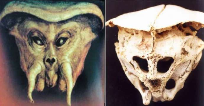 Найденный в Болгарии череп пришельца в 2001 — доказательство существования инопланетян