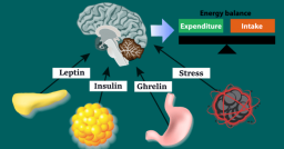 Учимся контролировать 4 основных гормона, которые влияют на вес