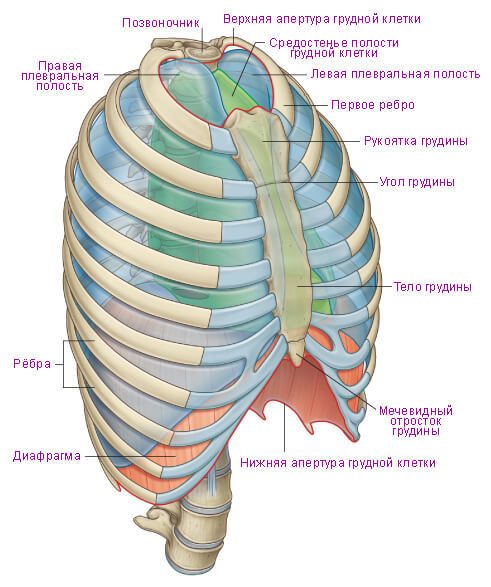 Грудная клетка роль