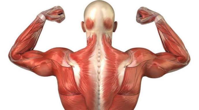 Растягивающие упражнения для снятия боли в плечах