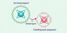 Свободные радикалы и антиоксиданты в организме. Всё, что нужно знать