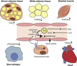 Как работает обмен веществ. Липопротеинлипаза