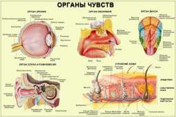 Упражнения восточной медицины для органов чувств