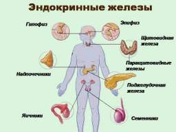 Улучшаем работу эндокринной системы. Упражнения