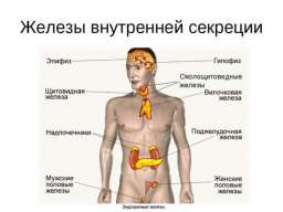 Правила здоровья и долголетия. Железы внутренней секреции