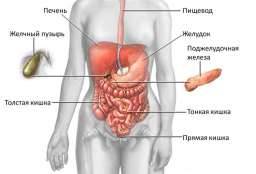 «Пиковый пост» для продления жизни. Голодание