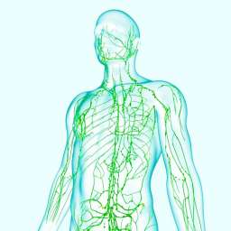Признаки того, что ваша лимфатическая система засорена и 10 способов ее очистки