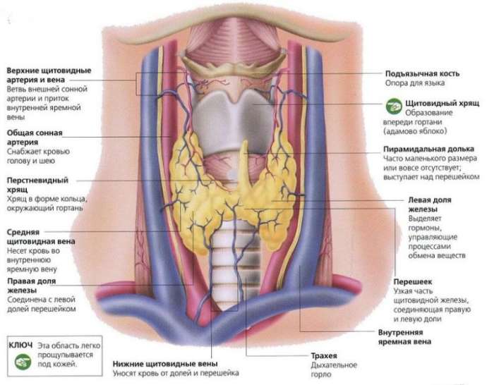 Щитовидная железа. Полезные и вредные продукты