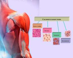 Сигнальная система всего тела. Соединительная ткань