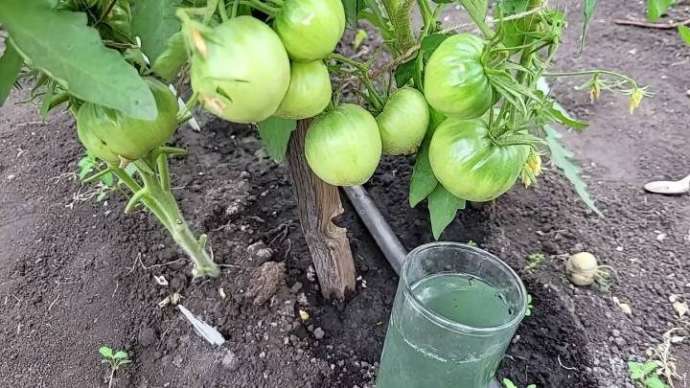 Натуральная подкормка для томатов, чтобы получить большой урожай