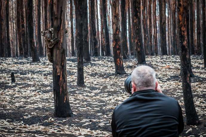 Фотограф документирует последствия пожаров в Австралии, чтобы собрать $2 млн на благотворительность