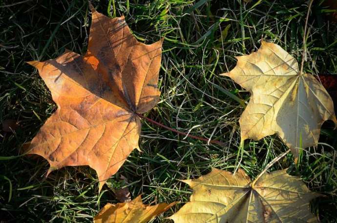Чем опасны для детей осенние поделки из листьев