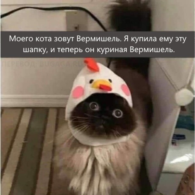 Весёлые мемы, которые наверняка понравятся вашей кошке