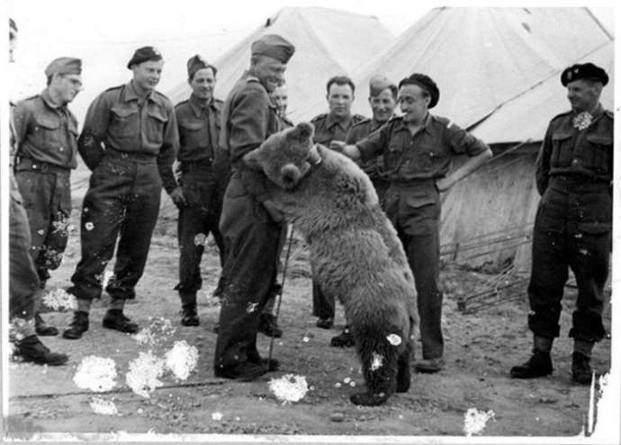 Необычная история Войтека — медведя, который прошёл войну (ещё он очень любил пиво)