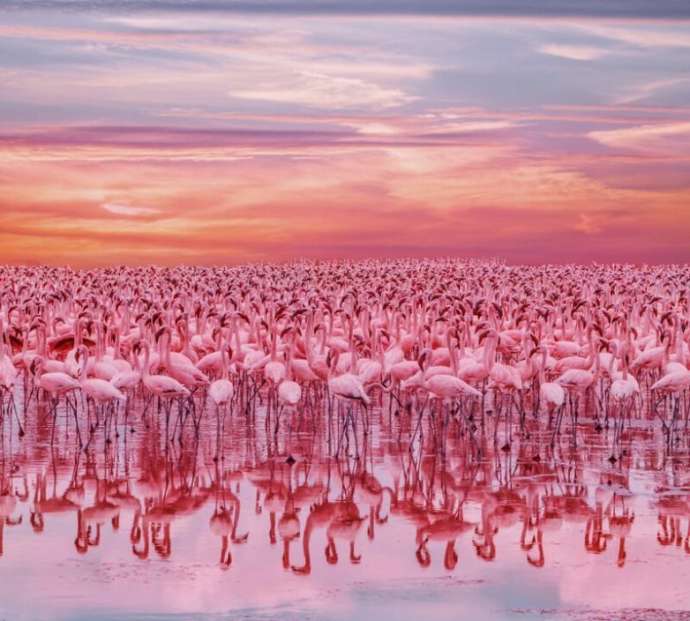 Край непуганых фламинго: бесподобная Кения на изумительных снимках россиянки
