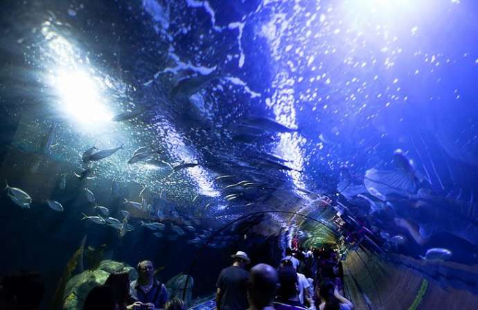 Километры воды: фантастический океанариум в испанской Валенсии