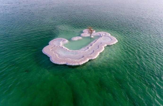 Природный феномен: дерево посреди Мёртвого моря