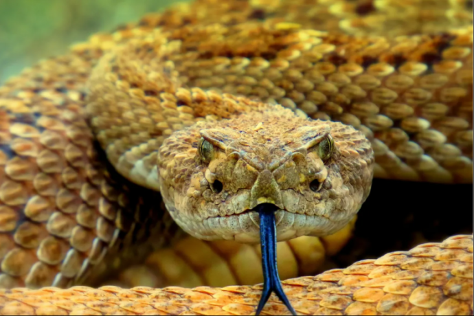 Туристу на заметку: что делать (и чего не делать) при укусе змеи