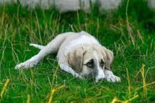 В России вводятся штрафы за выброшенных животных и укусы домашних собак