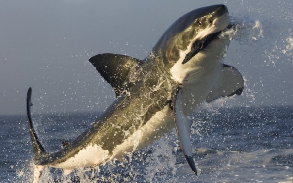 Охота большой белой акулы глазами робота-тюленя