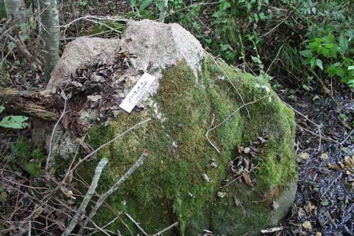 Кричащий и движущийся камень в белорусском лесу (3 фото)