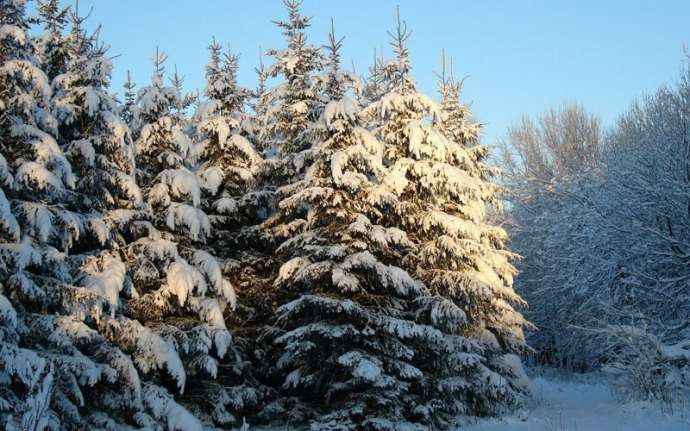 Почему деревьям хвойных пород не страшны зимние морозы? (3 фото)