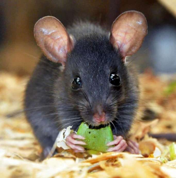 Черная крыса и интересные факты о ней (6 фото + 1 видео)