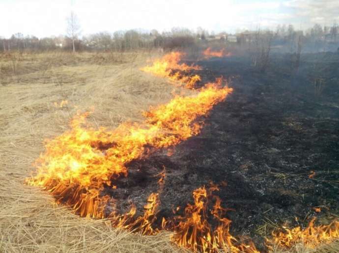 Чем опасен весенний поджог травы? (3 фото)