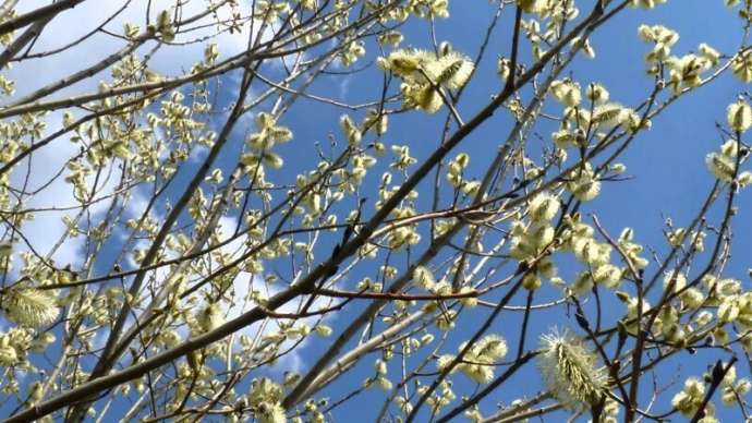 Как ранняя весна может вредить людям и окружающей среде? (2 фото)