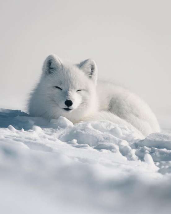 Застывшие мгновения: потрясающие фотографии дикой природы Арктики от Консты Панкка