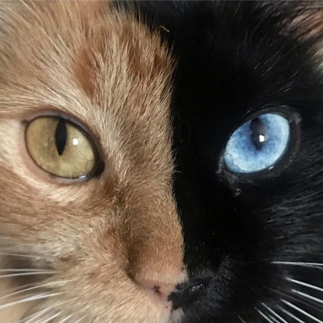 Венера «с двумя лицами» ─ очаровательная химера из семейства кошачьих (24 фото)