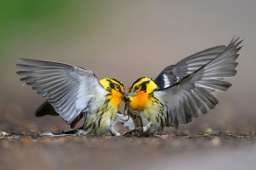 Лучшие фотографии орнитологического конкурса 2024 Audubon Bird Photography Awards