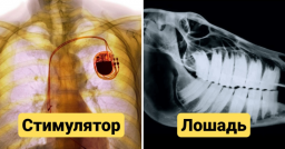 Рентгеновские снимки, которые позволят взглянуть на привычные вещи с другой стороны