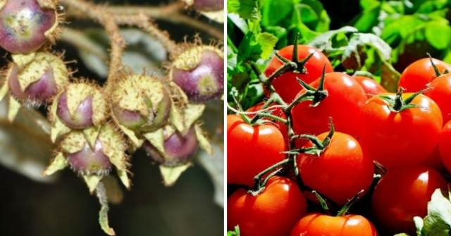 Как выглядели дикие фрукты и овощи до их изменения с помощью селекции?