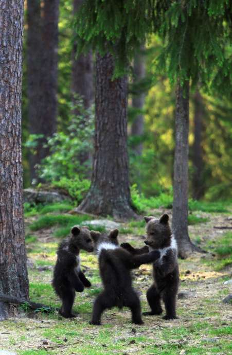 Медвежата, танцующие в финском лесу (15 фото)