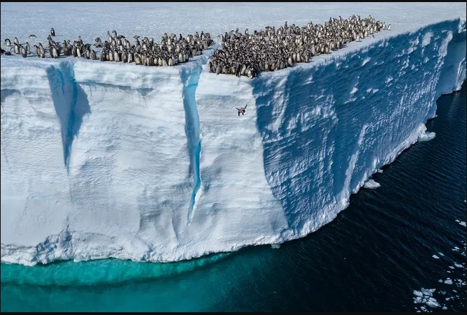 Арктическое сальто: императорские пингвины прыгнули с 15-метровой скалы