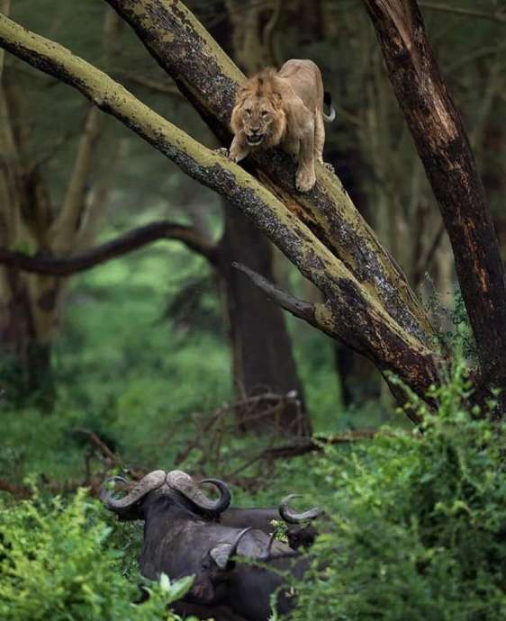 Стадо буйволов загнало льва на дерево (5 фото)