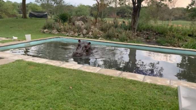 3-тонный бегемот провел Новый год в бассейне и оставил после себя 100 кг какашек