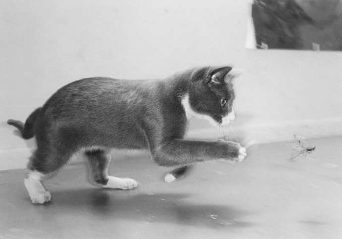«Эрни: мемуары фотографа»: книга, посвященная коту (15 фото)