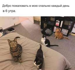 Мемы с кошками