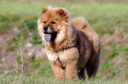 В связи с чем у собак породы чау-чау синий язык?