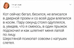 Интересные твиты про котиков