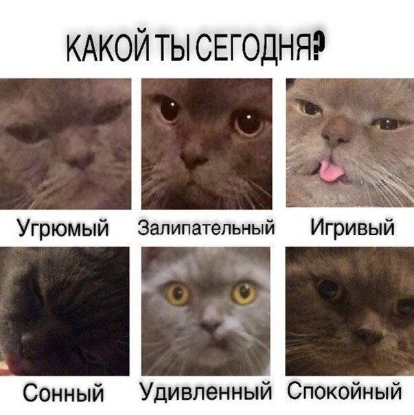 Приколы с котами