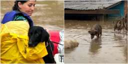 В Бразилии спасают тысячи животных из-за наводнения