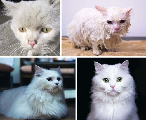 Фотографии «до» и «после» найденных на улице котов