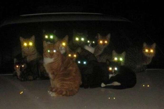 Почему светятся кошачьи глаза
