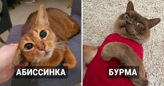 Самые умные кошки