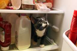 Котики в холодильнике