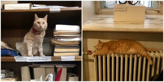 Котик работник научного отдела