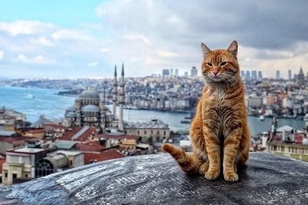 Из-за чего в Турции так много кошек?